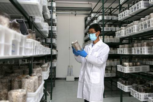 慶陽食用菌基地自主研發液體菌種獲突破，成功實現首次接種