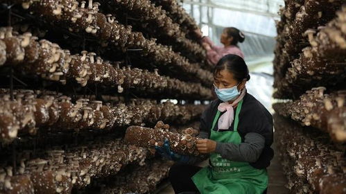 施甸縣創新菌種全產業鏈發展模式 認領、回購、售種與助銷助推食用菌產業國際化
