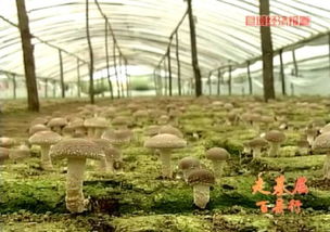 2015年河北進出口食品平穩增長，食用菌菌種貿易表現亮眼