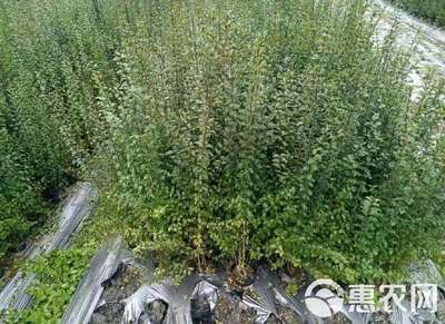 小葉女貞 小葉女貞苗 陜西小葉女貞樹(shù)苗 基地批發(fā) 直銷價(jià)格