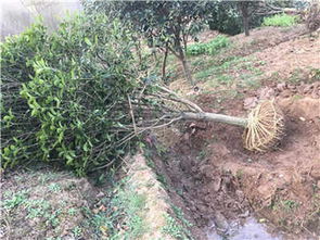 三門(mén)峽桂花 三門(mén)峽新聞 價(jià)格公道