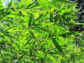 圖 北京園林綠化設計園林綠化施工苗木種植草坪種植 北京工裝裝修