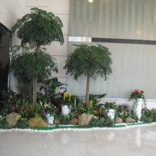 中山便宜的室內植物租賃,剪花剪草,風水綠植租賃,風水植物租賃,小區、工廠綠化養護,年花預定,年桔預定,園林規劃與設計,綠化工程施工,商場等室外綠化帶保養,便宜的鮮花預訂,鮮花出租