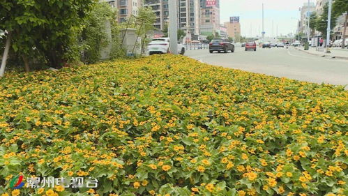 上新 了 16萬株時花扮靚鳳城迎 雙節(jié)