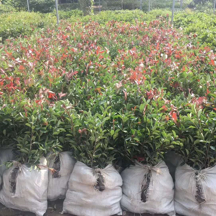 武漢?？祱@林 石楠樹苗 紅葉石楠樹苗木工地小區(qū)籬笆綠化100盆