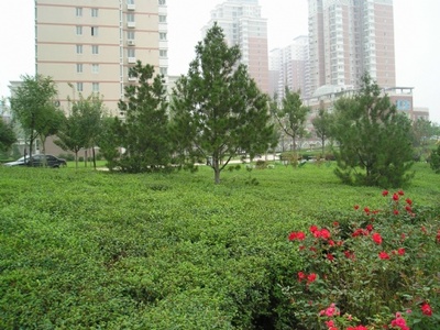 太原專業(yè)綠化公司