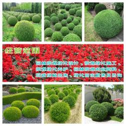 小葉女貞造型盆景樹樁灌木球小區(qū)學(xué)校廠區(qū)別墅酒店工程園林景觀綠化設(shè)計(jì)施工
